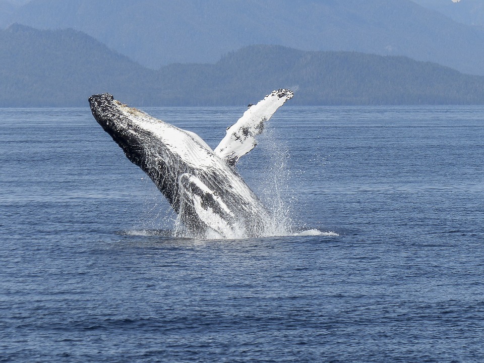  If You Want To Change Your Outlook – Go Whale Watching.