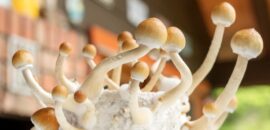 Whatever You Ought To Know About Psilocybin Mushrooms