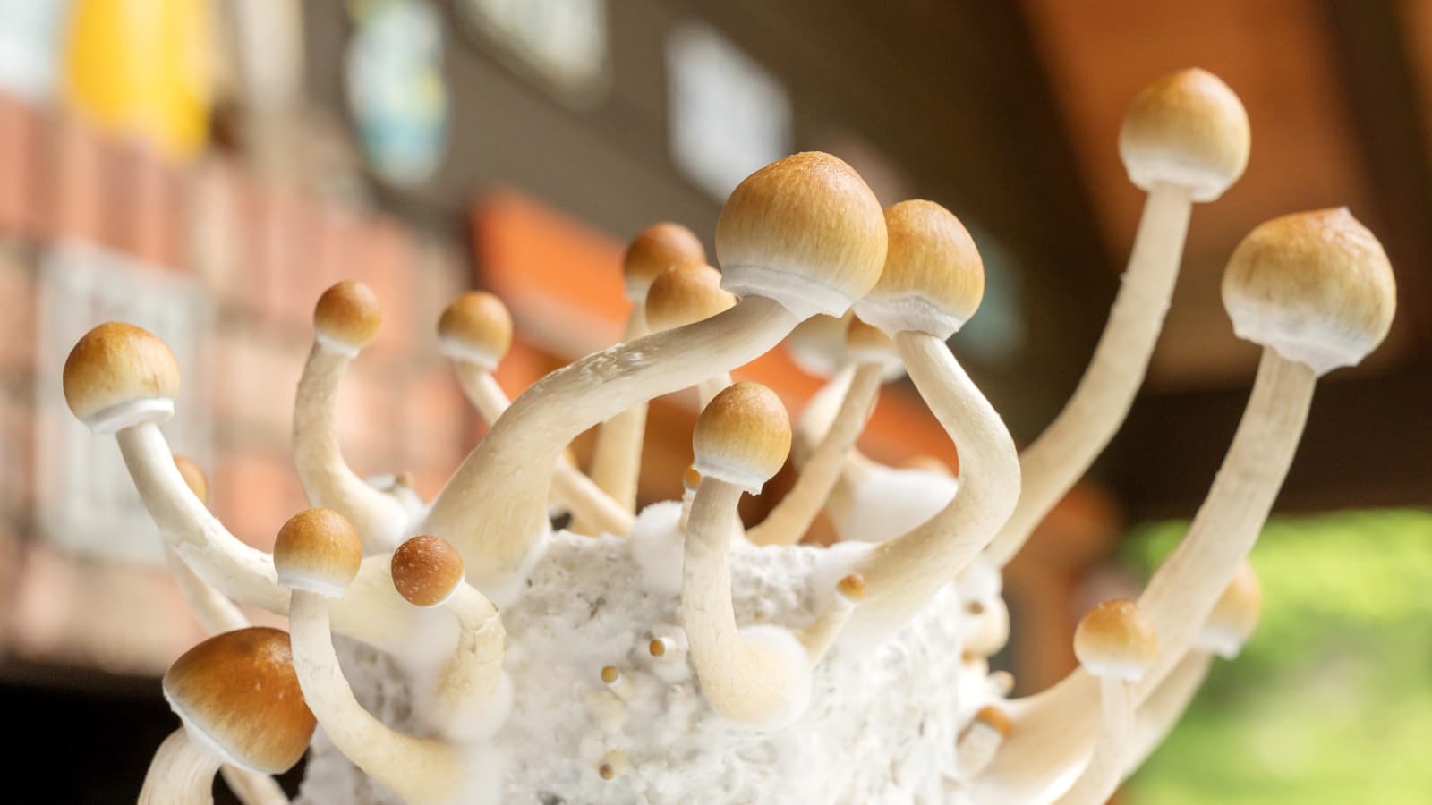 Whatever You Ought To Know About Psilocybin Mushrooms