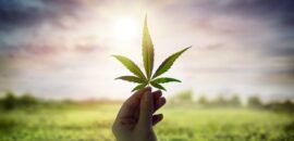 The Future of Cannabis: How HHC Could Revolutionize the Industry