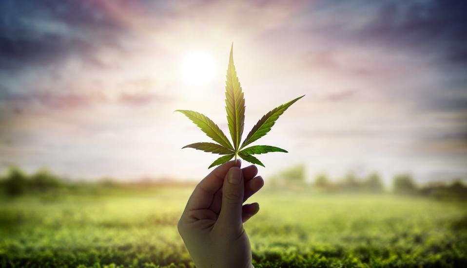 The Future of Cannabis: How HHC Could Revolutionize the Industry